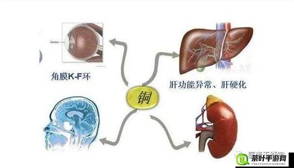 铜铜铜铜铜铜好多疼关于有效缓解铜中毒症状及铜中毒的应对方法