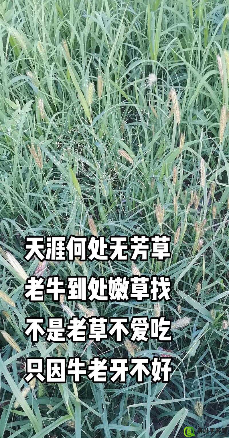 老牛嫩草一二三产品区别免费开放- 探究不同之处