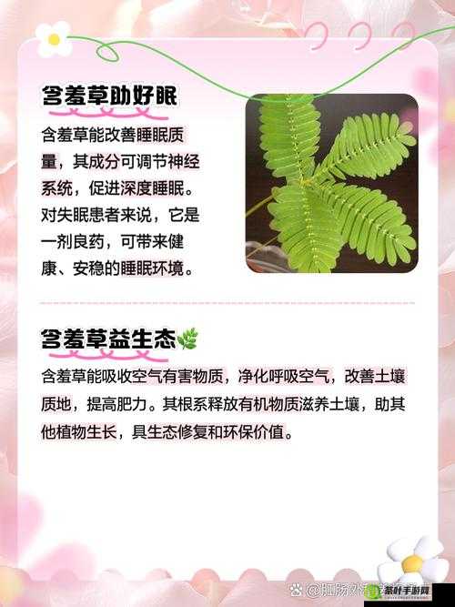 含羞草的作用：奇妙的植物特性与价值