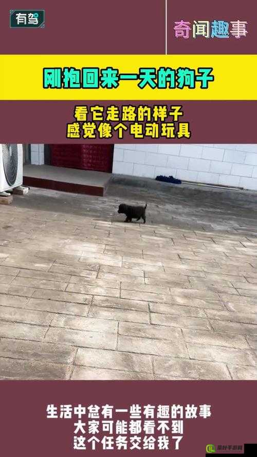 带玩具走路什么感觉：体验分享