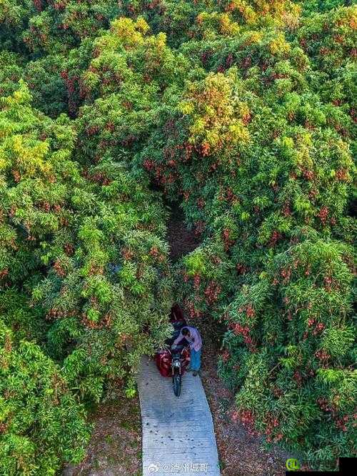 荔枝视频观看免费最新：海量精彩内容等你