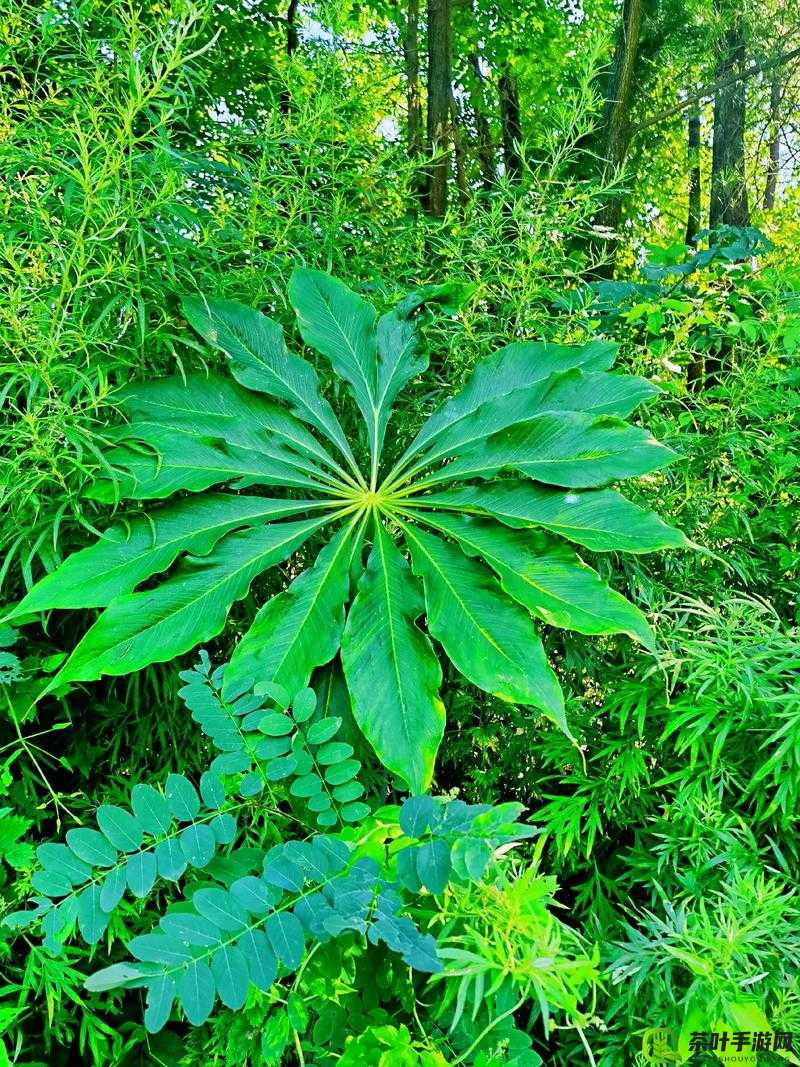 水蜜桃香蕉含羞草：奇妙植物的相遇